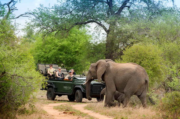 Timbavati Private Game Reserve - About Timbavati Reserve